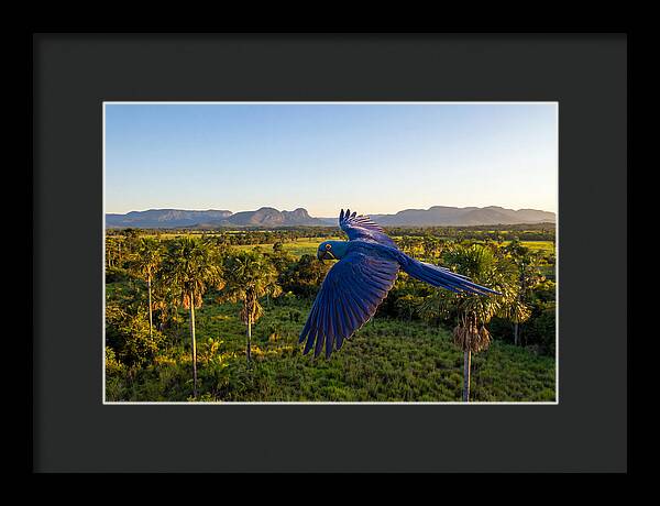 Large Blue Parrot In Flight