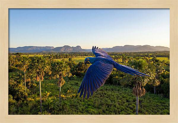 Large Blue Parrot In Flight