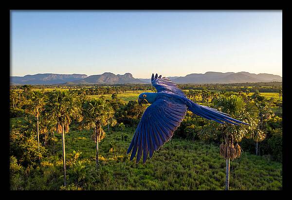 Large Blue Parrot In Flight