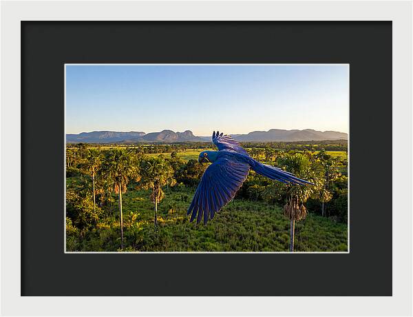 Large Blue Parrot In Flight