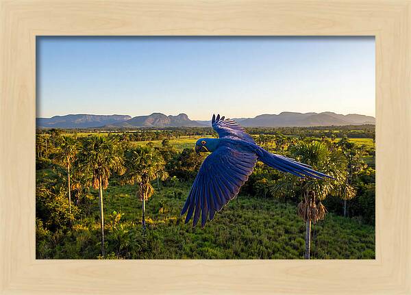 Large Blue Parrot In Flight