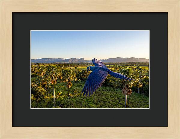 Large Blue Parrot In Flight