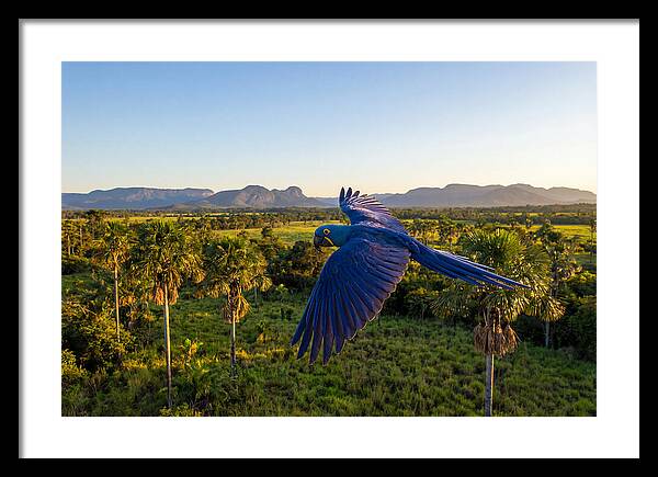 Large Blue Parrot In Flight