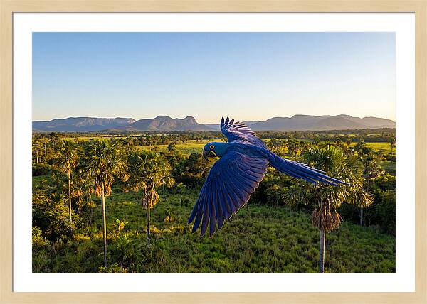 Large Blue Parrot In Flight
