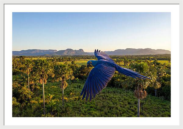 Large Blue Parrot In Flight