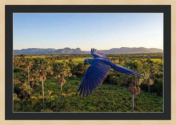 Large Blue Parrot In Flight