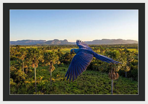 Large Blue Parrot In Flight