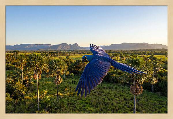 Large Blue Parrot In Flight