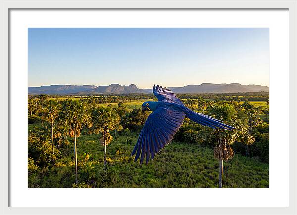 Large Blue Parrot In Flight