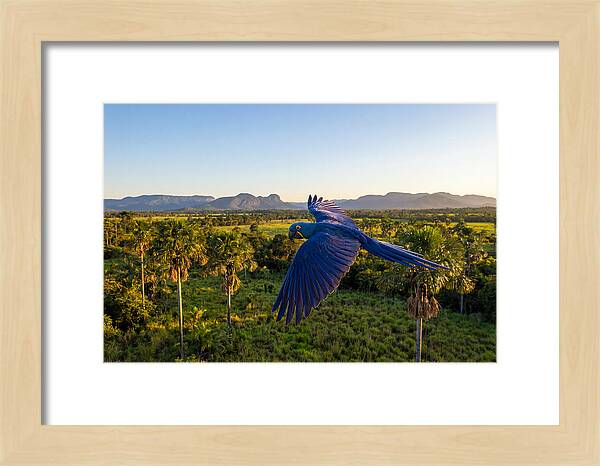 Large Blue Parrot In Flight