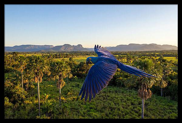 Large Blue Parrot In Flight