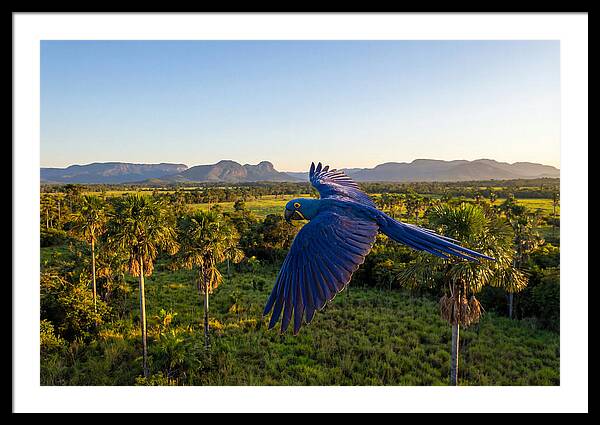 Large Blue Parrot In Flight