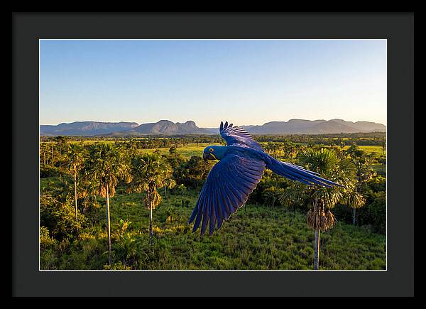 Large Blue Parrot In Flight
