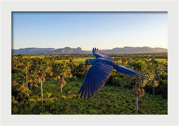 Large Blue Parrot In Flight