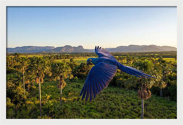 Large Blue Parrot In Flight