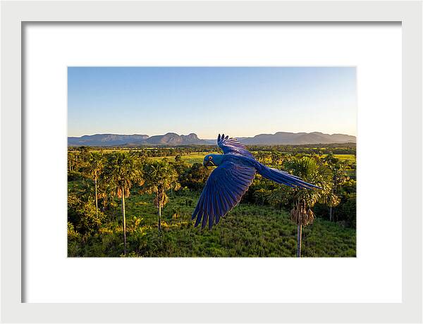 Large Blue Parrot In Flight