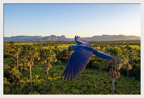 Large Blue Parrot In Flight
