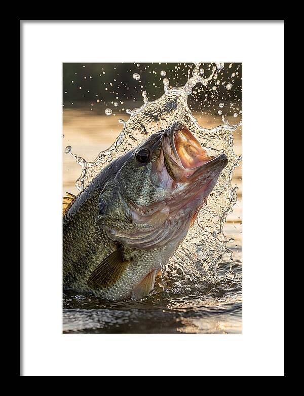 Largemouth Bass Breaking Water