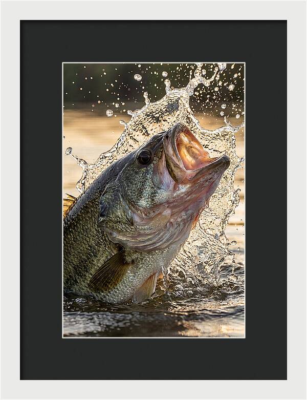 Largemouth Bass Breaking Water