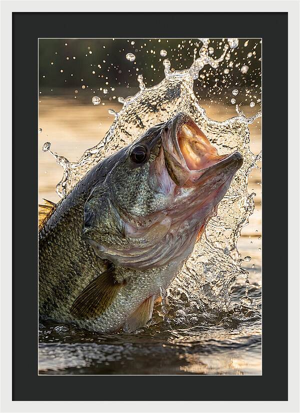 Largemouth Bass Breaking Water