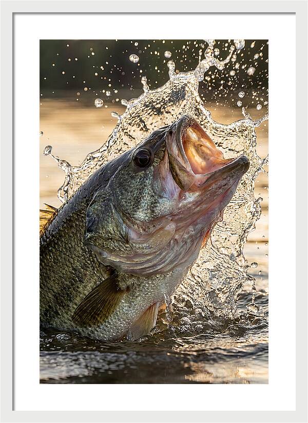 Largemouth Bass Breaking Water