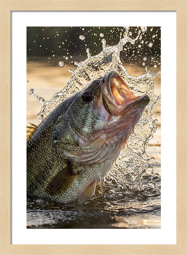 Largemouth Bass Breaking Water