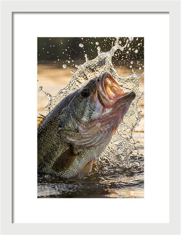 Largemouth Bass Breaking Water