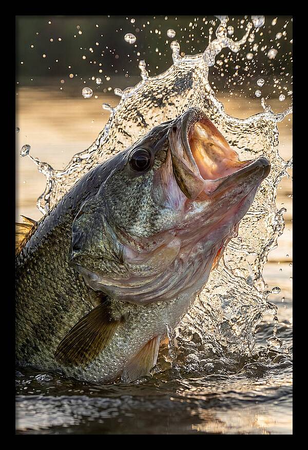 Largemouth Bass Breaking Water