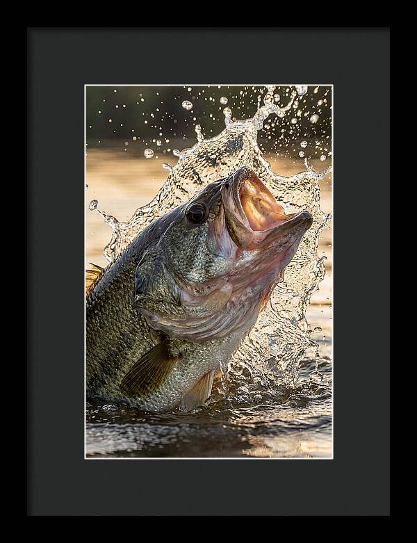 Largemouth Bass Breaking Water