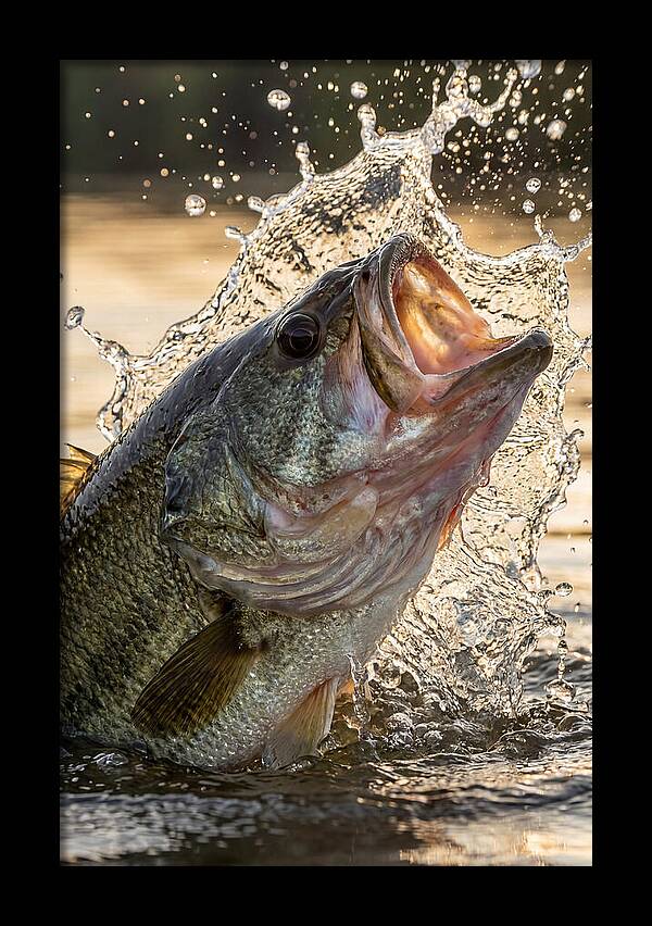Largemouth Bass Breaking Water