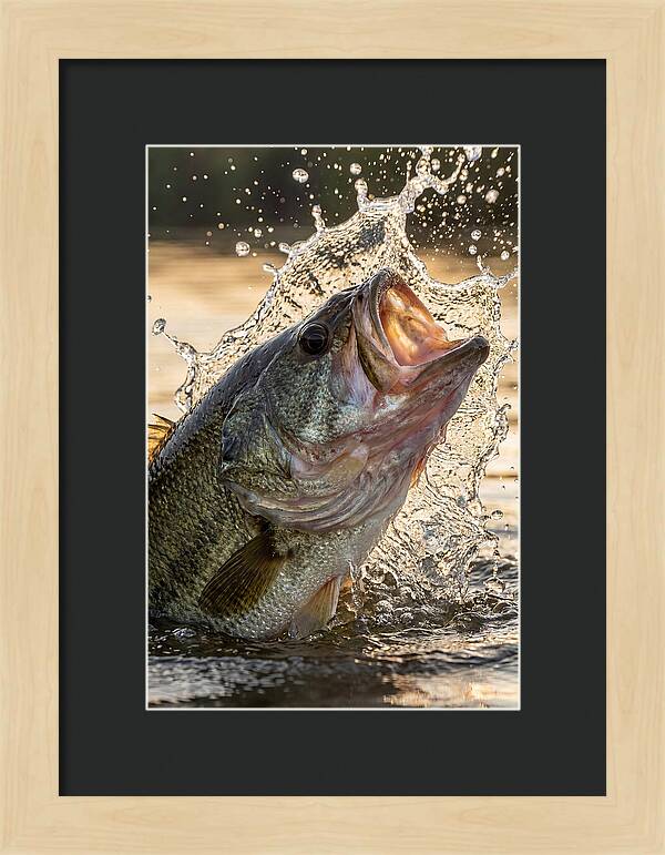 Largemouth Bass Breaking Water