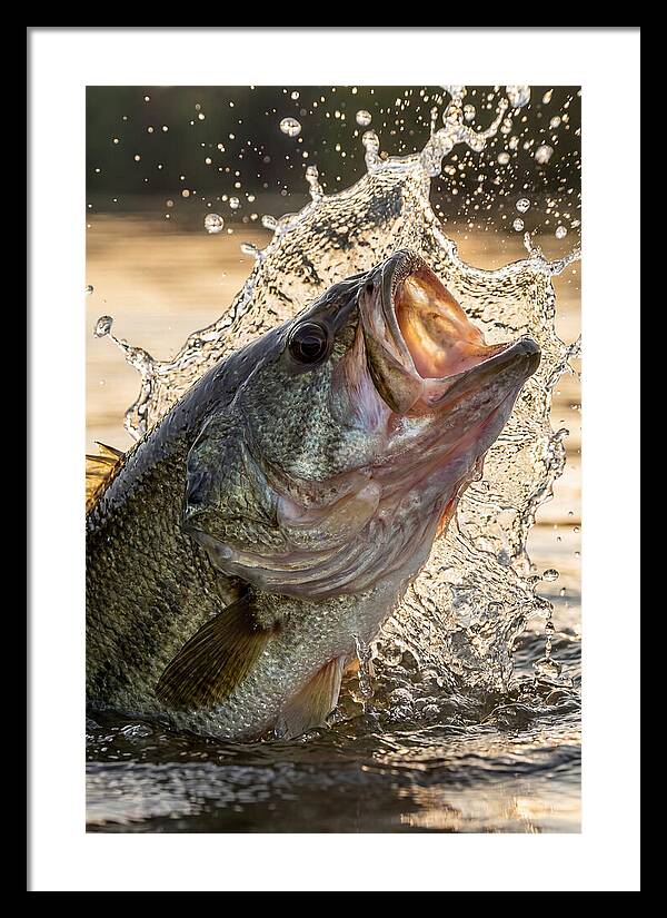 Largemouth Bass Breaking Water