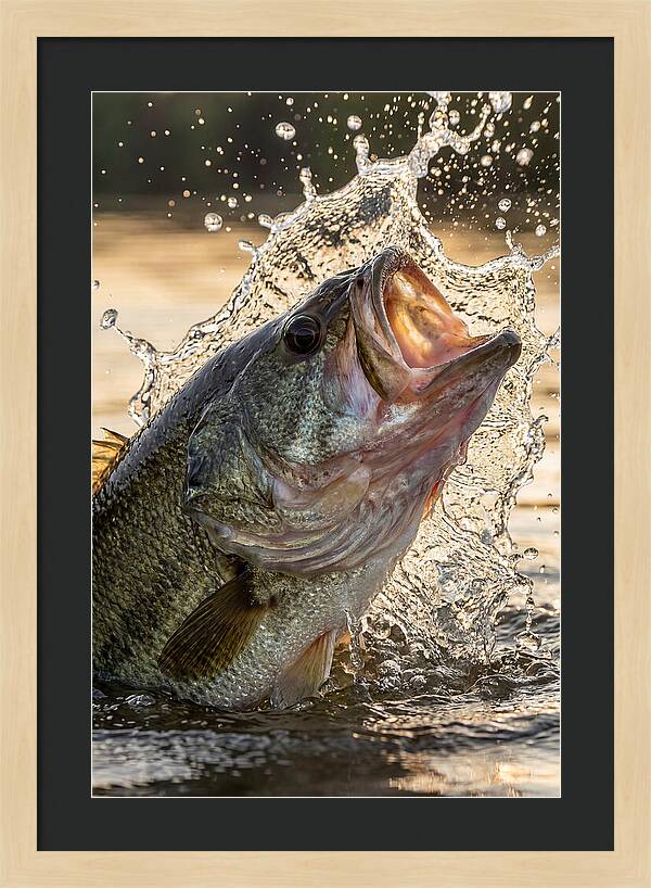 Largemouth Bass Breaking Water