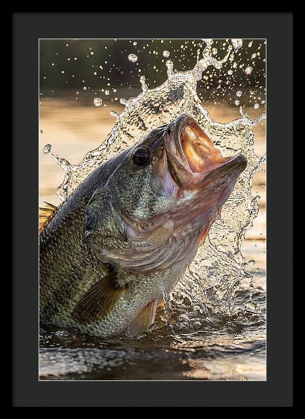 Largemouth Bass Breaking Water