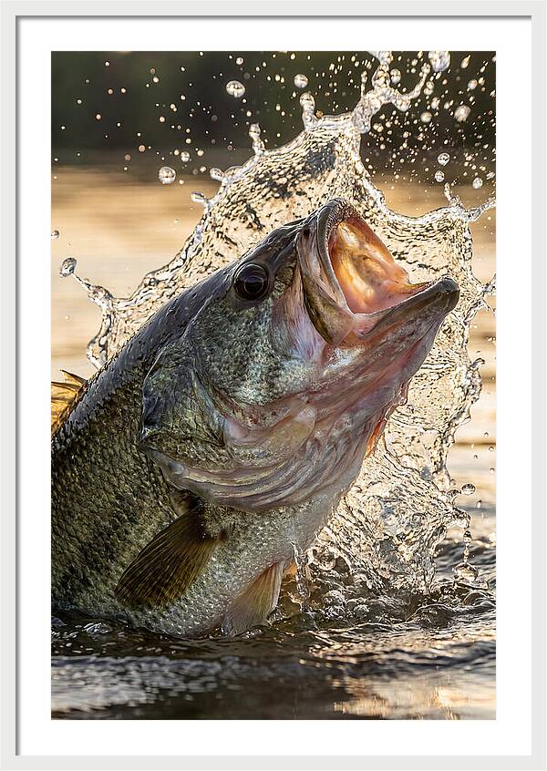 Largemouth Bass Breaking Water