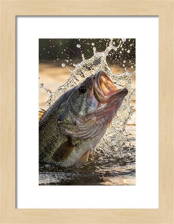 Largemouth Bass Breaking Water