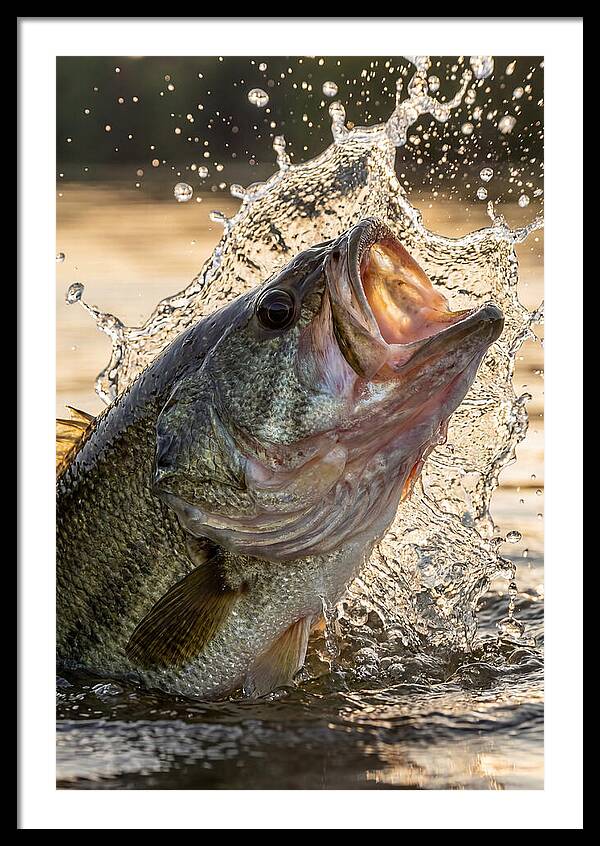 Largemouth Bass Breaking Water