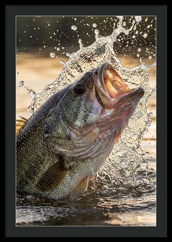 Largemouth Bass Breaking Water