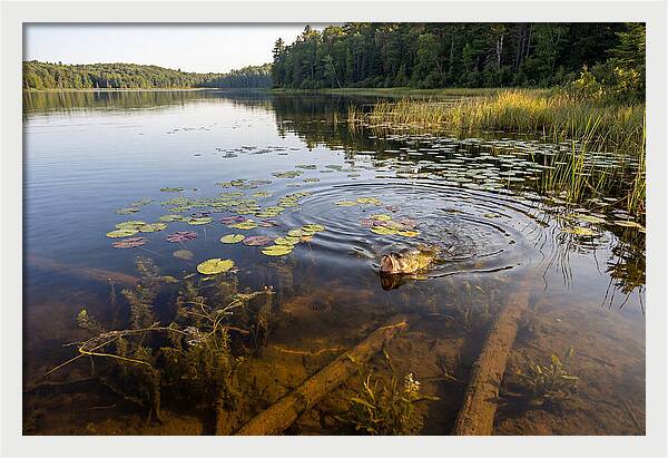 Largemouth Bass Striking