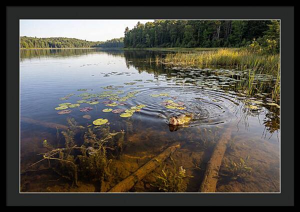 Largemouth Bass Striking