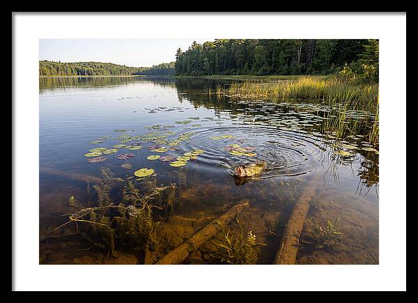 Largemouth Bass Striking