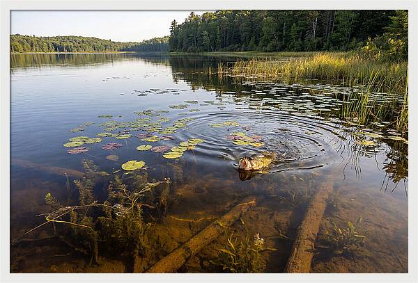 Largemouth Bass Striking