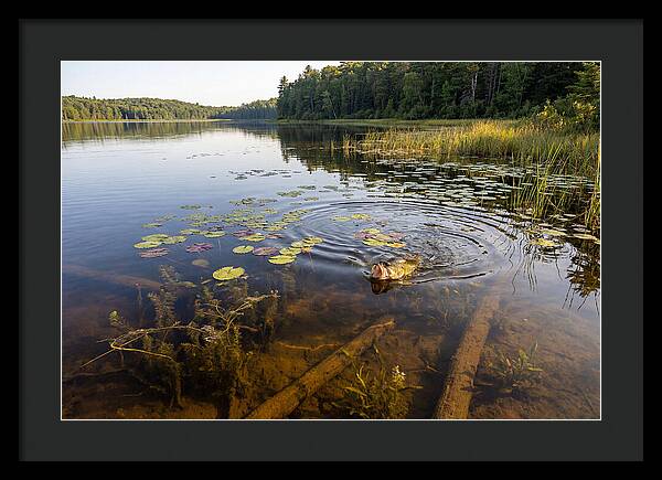 Largemouth Bass Striking