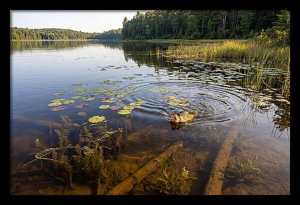 Largemouth Bass Striking
