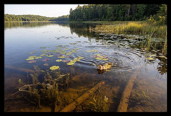 Largemouth Bass Striking