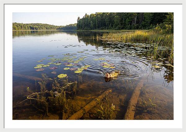 Largemouth Bass Striking