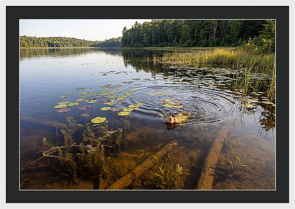 Largemouth Bass Striking