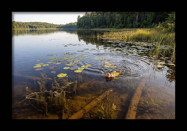Largemouth Bass Striking