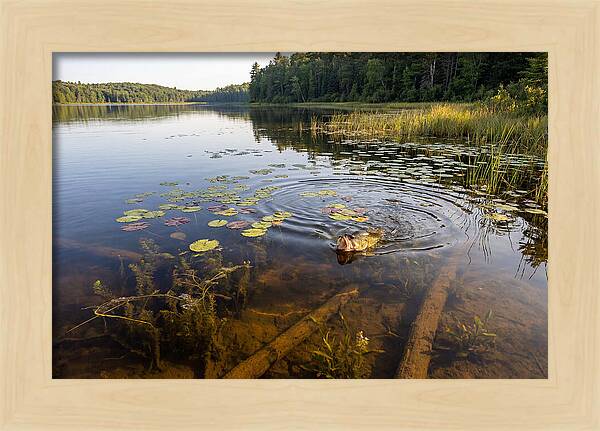 Largemouth Bass Striking