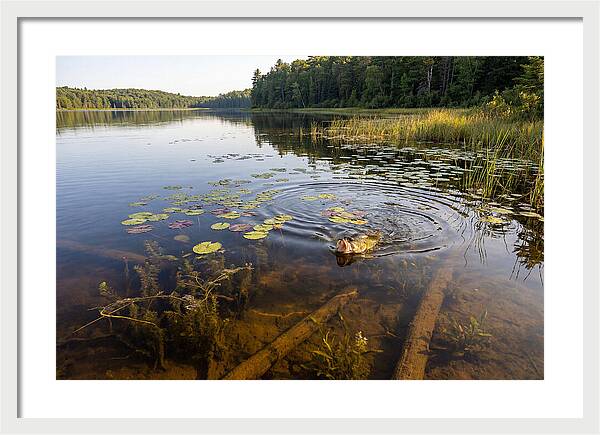Largemouth Bass Striking